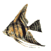 angel fish.gif (12162 bytes)