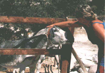Delicious Donkeys in Cyprus 