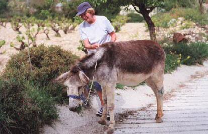 A pleasant donkey