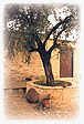 The cottage offers optimum privacy inside a walled courtyard where there is plenty of patio space, much of it shaded by an ancient olive tree.